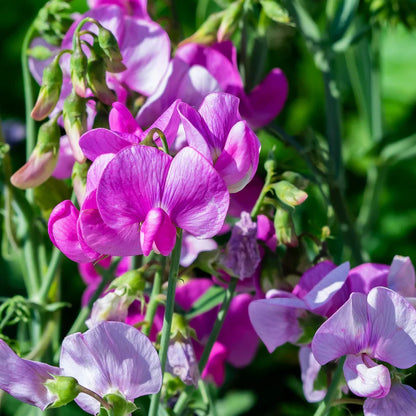 Sweet Peas Flower seeds for Planting Sun Loving Heirloom & GMO Free Seeds for Home Garden