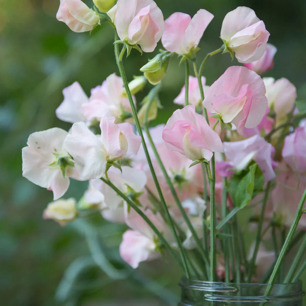 Heirloom Sweet Pea Flower seeds for Planting Cut Flower Favorite Heirloom & GMO Free Seeds for Home Garden