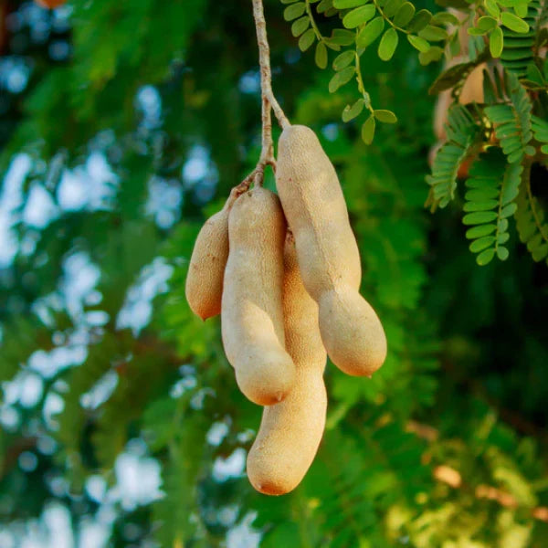 Tamarind Fruit Tree (Tamarindus indica) Bean Pod Legume Seeds