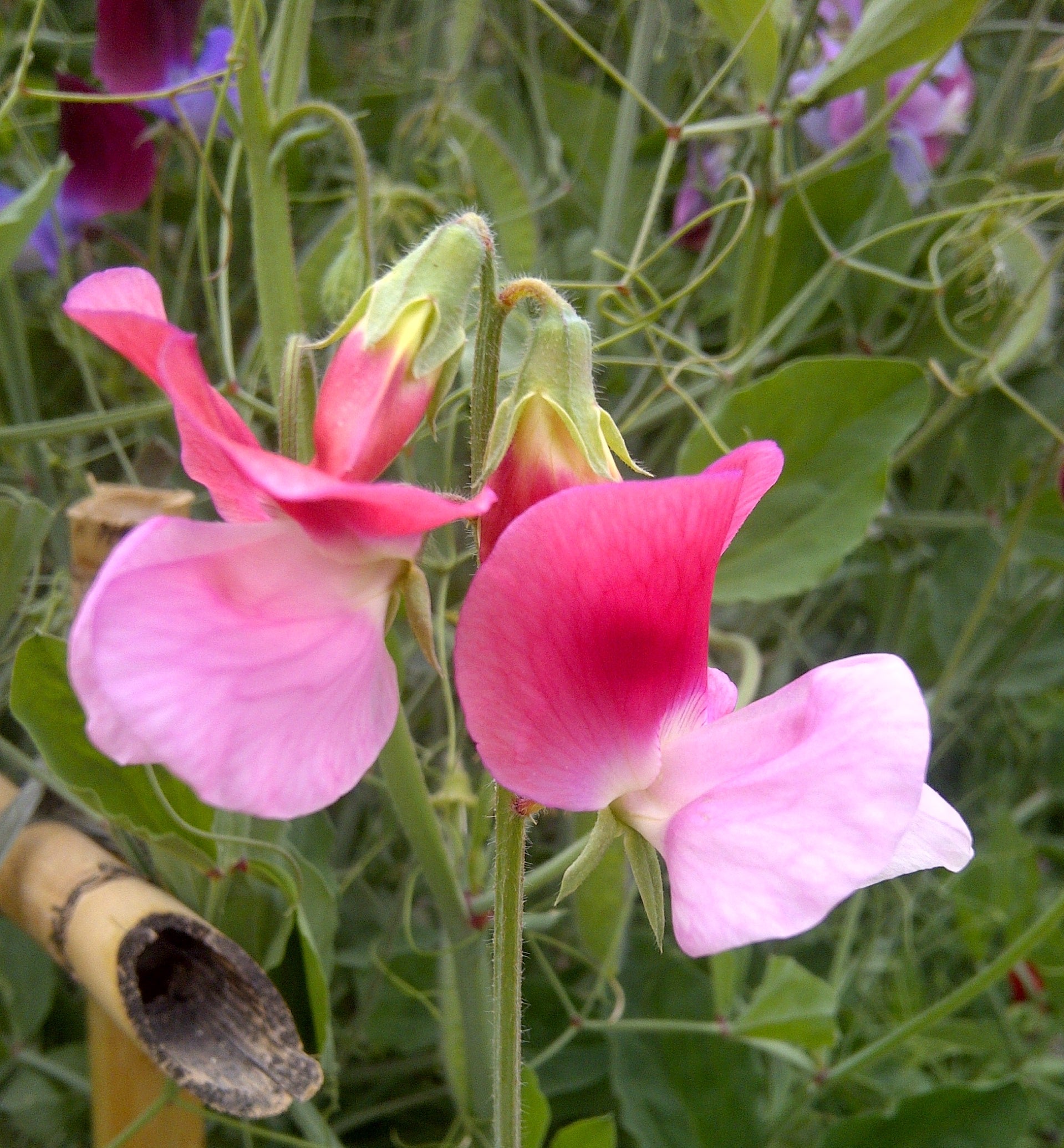 Premium Violet Lathyrus Odoratus Flower seeds for Planting Shade Tolerant, Heirloom & GMO Free Seeds for Home Garden seeds