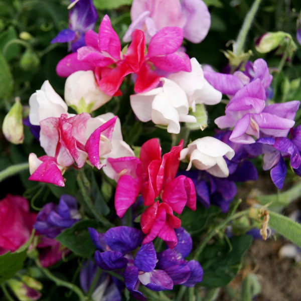 Sweet Pea Cupid Flower seeds for Planting Easy to Grow Heirloom & GMO Free Seeds for Home Garden