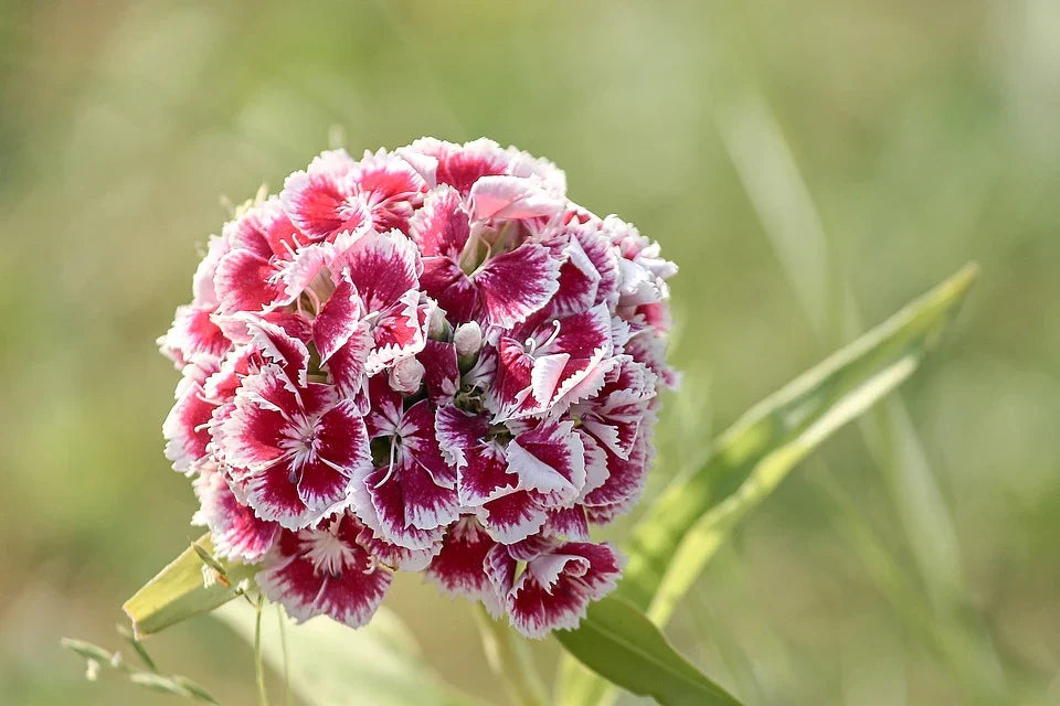 Heirloom Dianthus Barbatus Flower seeds for Planting Vibrant Colors Heirloom & GMO Free Seeds for Home Garden