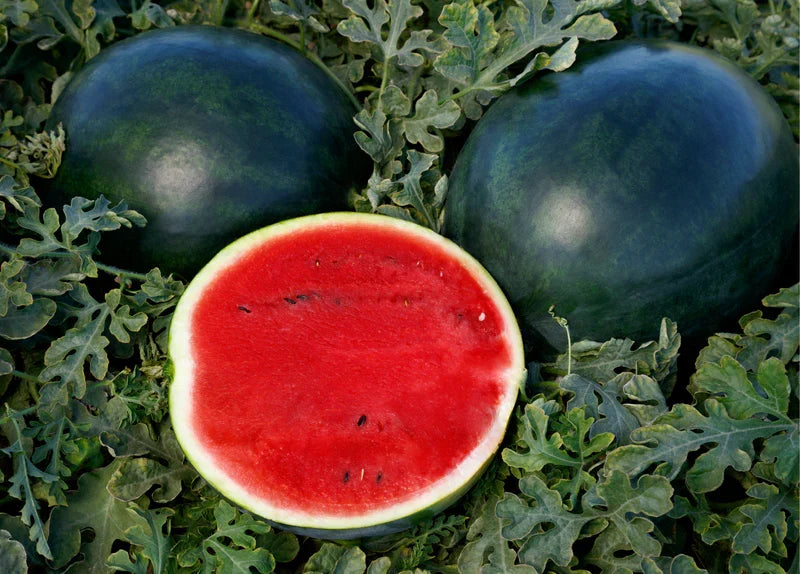Watermelon Red Gray Seeds: Grow Your Own Delicious Fruit - Evergrowseeds