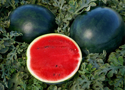 Watermelon Red Gray Seeds: Grow Your Own Delicious Fruit - Evergrowseeds