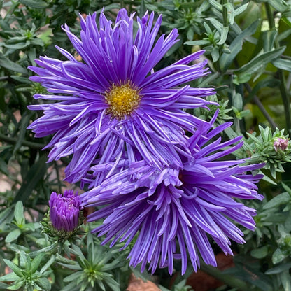 Aster NoviBelgii Flower seeds for Planting Shade Tolerant Heirloom & GMO Free Seeds for Home Garden