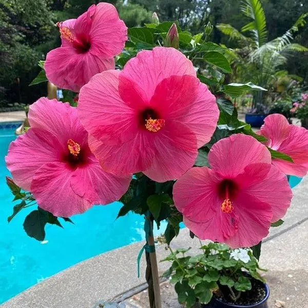 Premium Thick Pink Hibiscus Flower seeds for Planting Cottage Garden Essential, Heirloom & GMO Free Seeds for Home Garden seeds