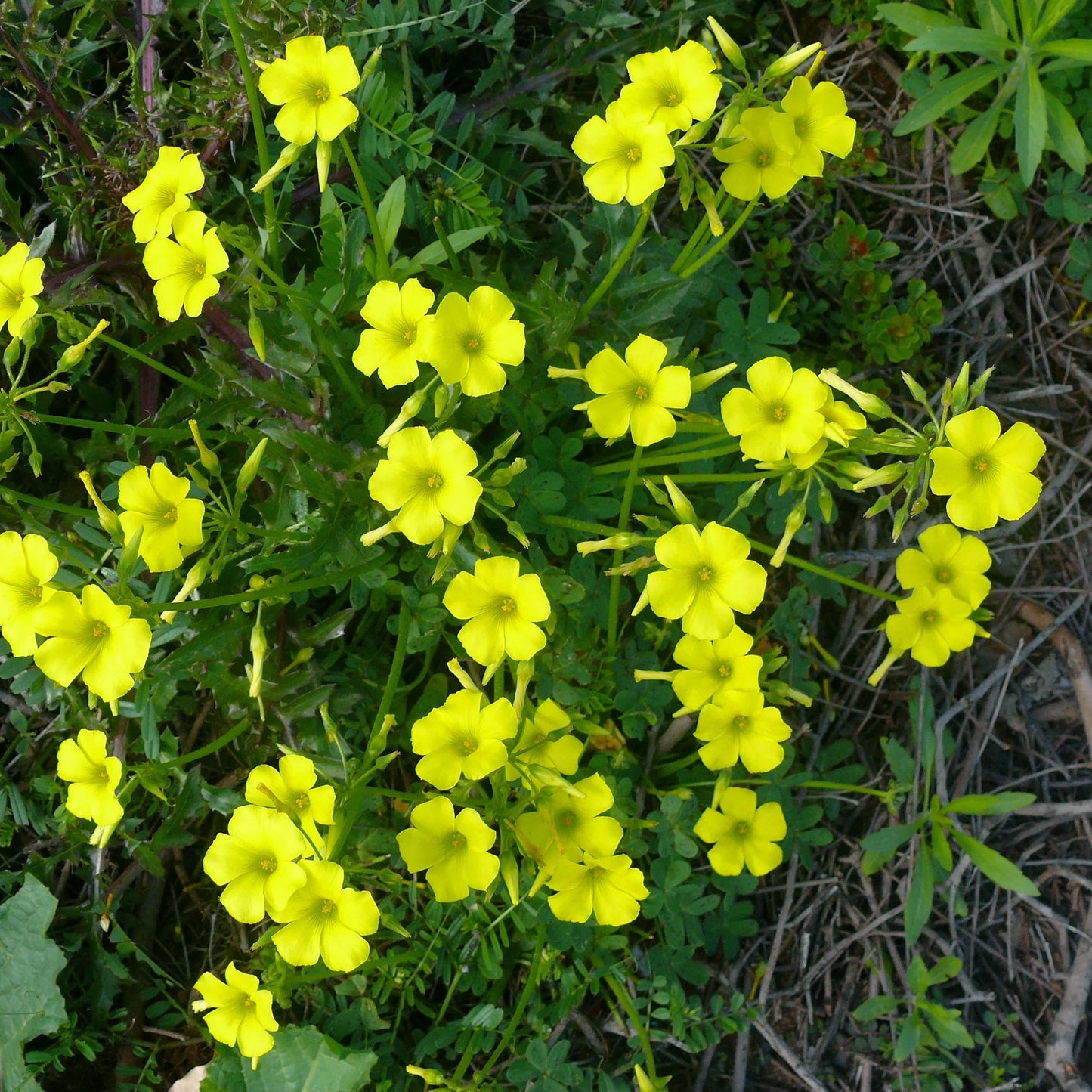 Sorrel Flower seeds for Planting - Cut Flower Favorite, Heirloom & GMO Free Seeds for Home Garden