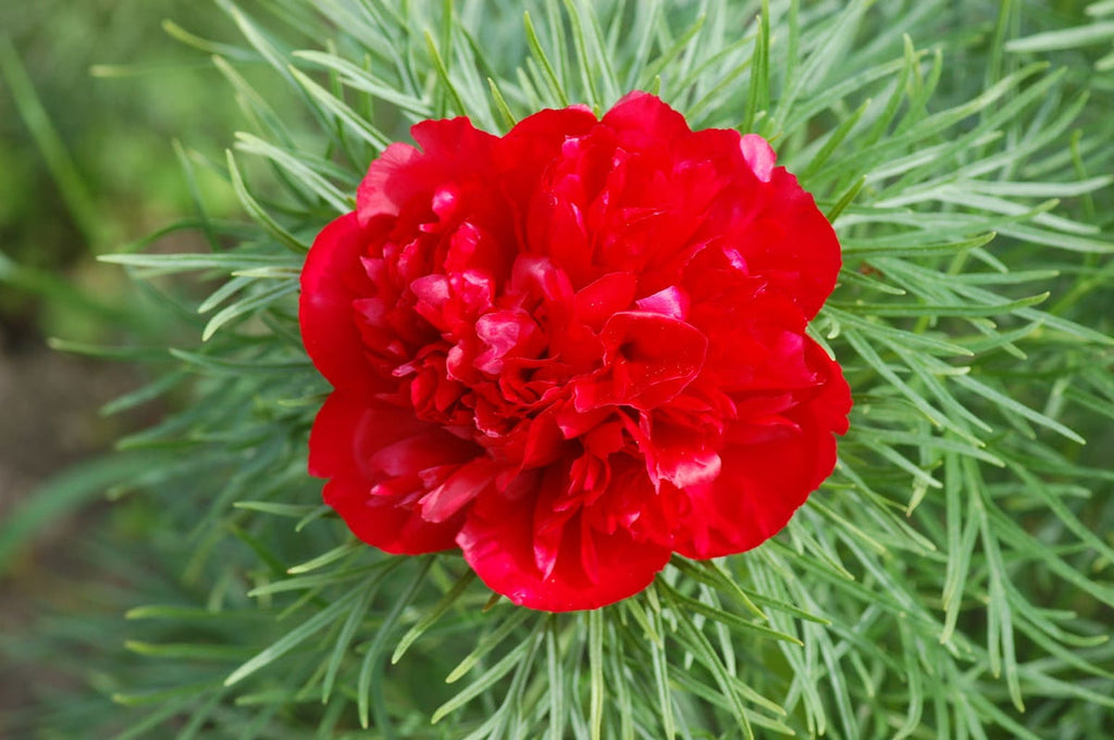 Premium Paeonia Flower seeds for Planting Easy to Grow, Heirloom & GMO Free Seeds for Home Garden seeds