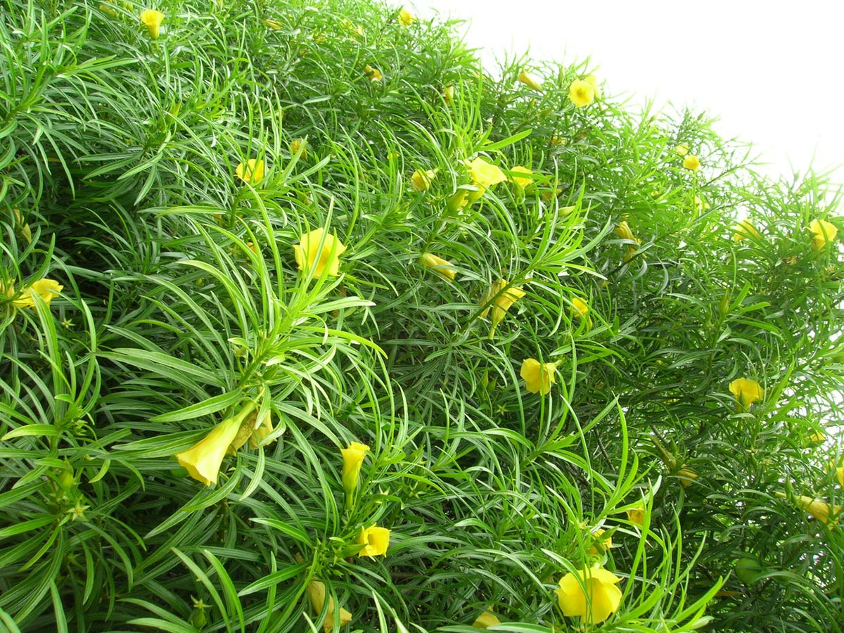 Thevetia Peruviana Flower Seeds – Heirloom Non-GMO Vibrant Blooms for Home Garden Planting