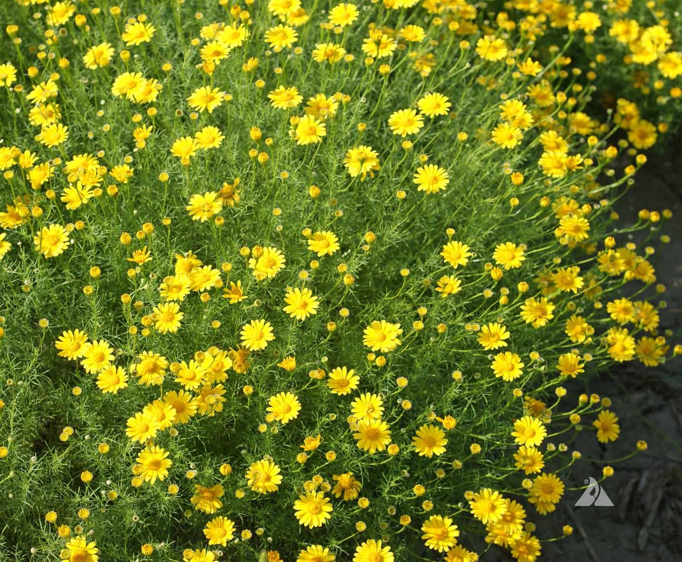 Premium Yellow Thymophylla Flower seeds for Planting Sun Loving, Heirloom & GMO Free Seeds for Home Garden seeds