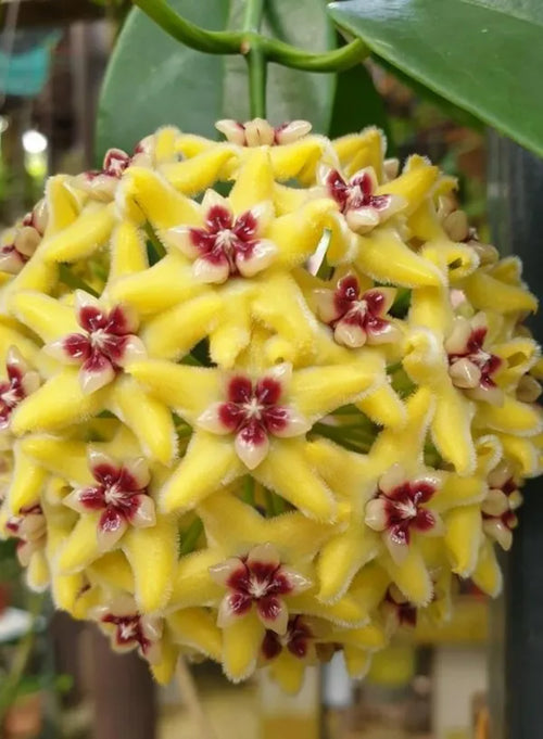 Premium Canossa Flower seeds for Planting Cut Flower Favorite, Heirloom & GMO Free Seeds for Home Garden seeds