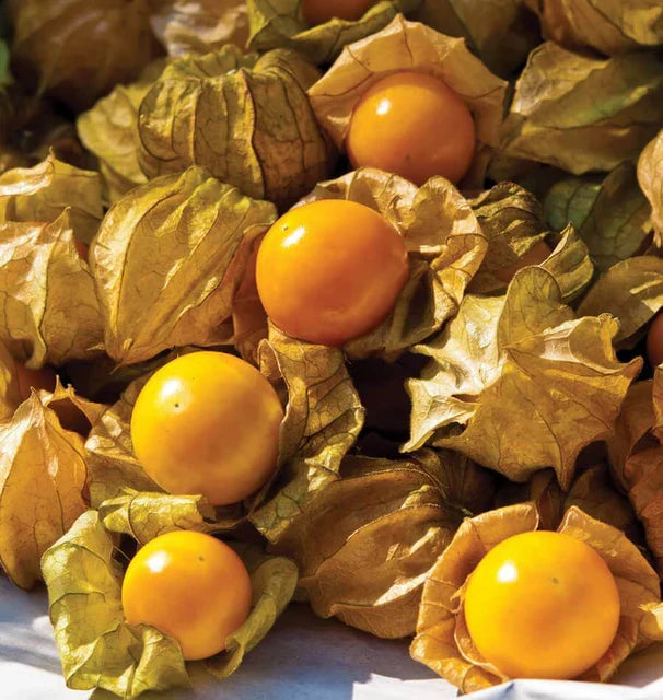 Tart Ground Cherry Seeds for Planting | Sweet & Tangy Berries - Evergrowseeds