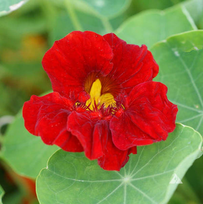 Tropaeolum Majus Nasturtium Flower seeds for Planting Bright Blooms Heirloom & GMO Free Seeds for Home Garden