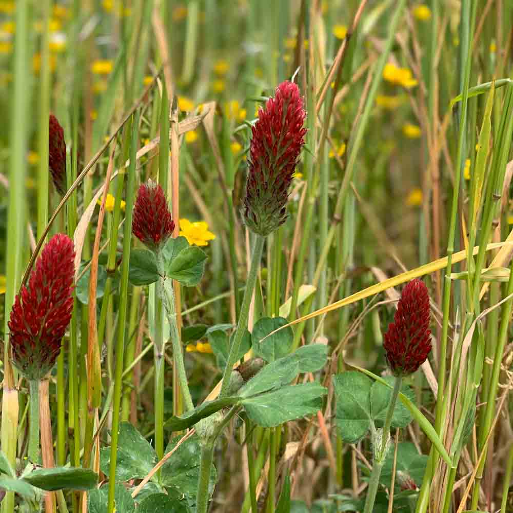 Red Clover Flower seeds for Planting - Easy to Grow, Heirloom & GMO Free Seeds for Home Garden