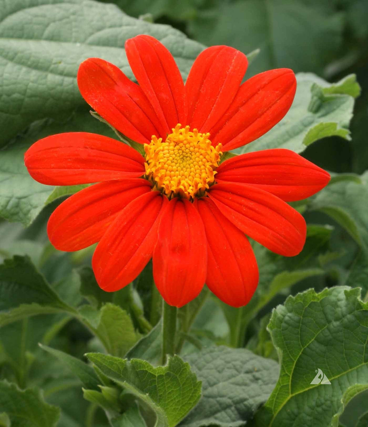 Mexican SunFlower seeds for Planting Premium Quality Heirloom & GMO Free Seeds for Home Garden