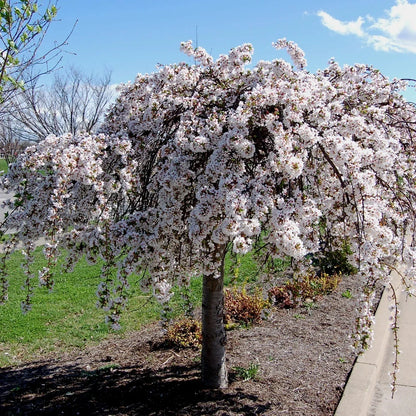 Snow Fountain Weeping Tree Planting Seeds Flower