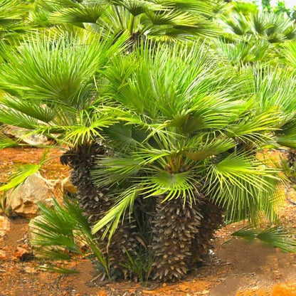 Chamaerops Humilis Tree Seeds For Planting