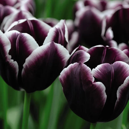 Jackpot Tulip Bulbs Flower seeds for Planting Cottage Garden Essential Heirloom & GMO Free Seeds for Home Garden