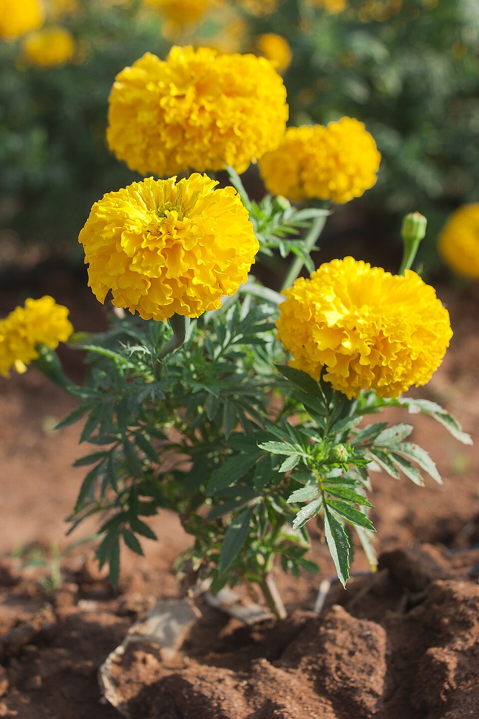 Premium Yellow Marigold Flower seeds for Planting Hardy Variety, Heirloom & GMO Free Seeds for Home Garden seeds