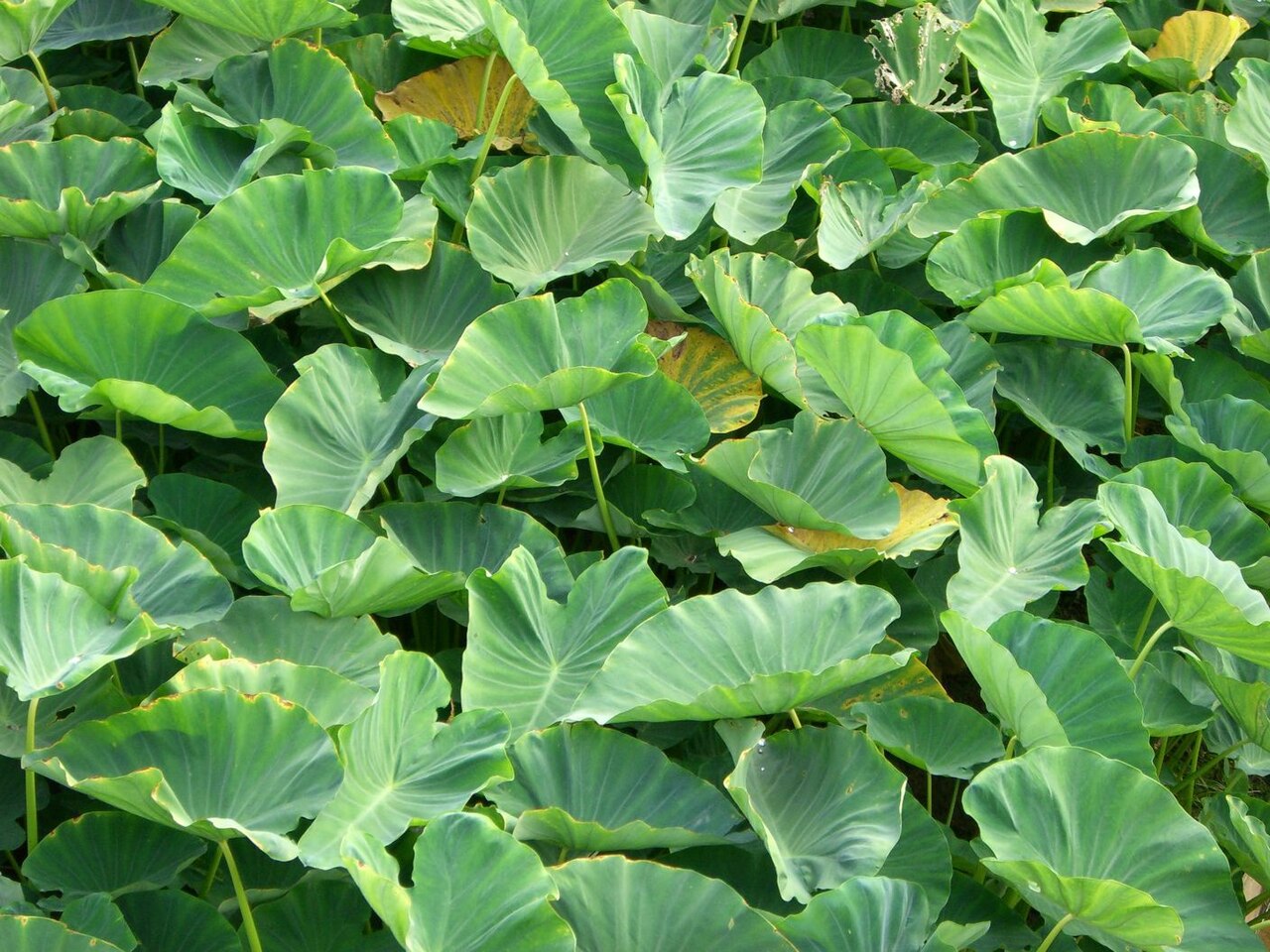 Heirloom Colocasia Flower seeds for Planting Bright Blooms Heirloom & GMO Free Seeds for Home Garden