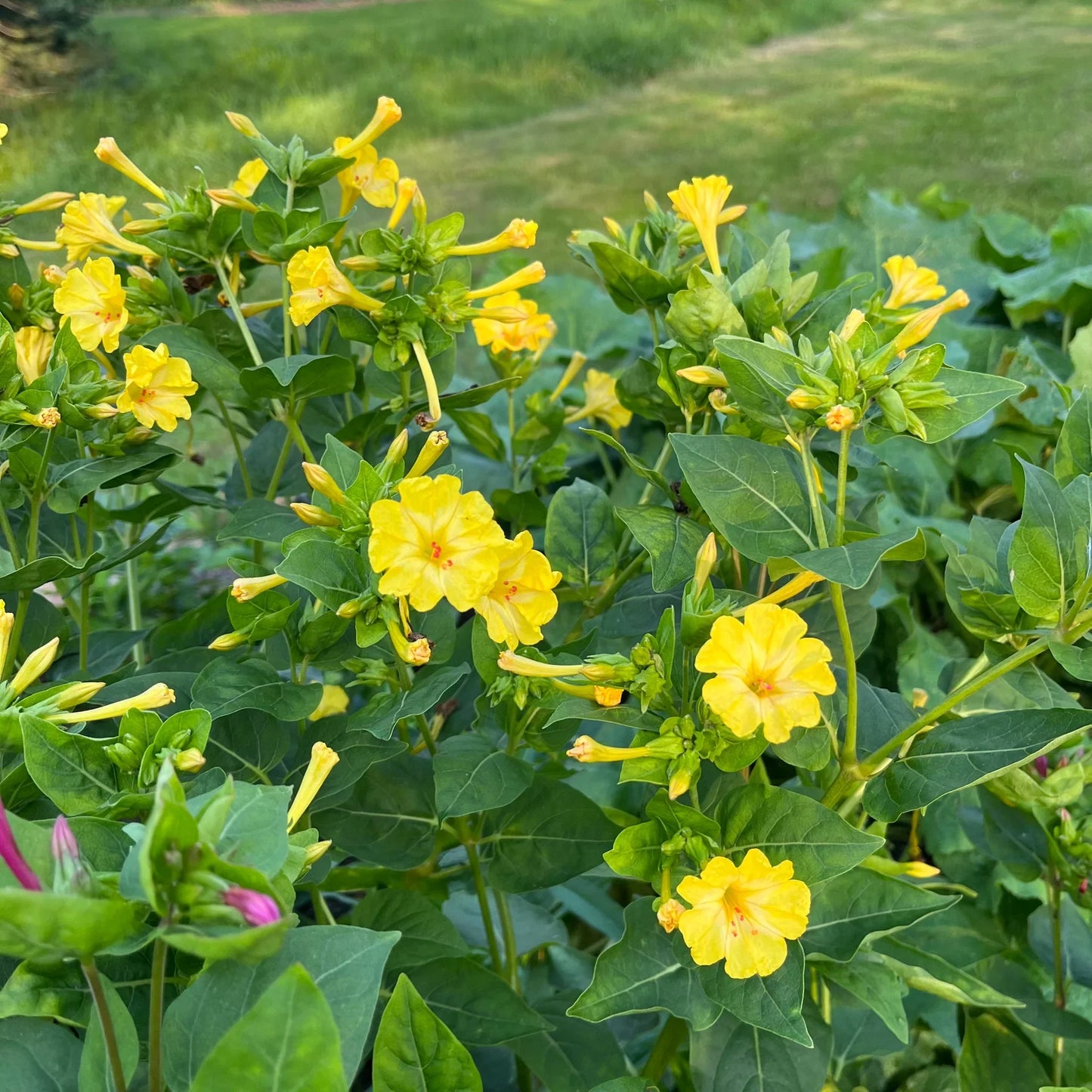 Mirabilis Flower seeds for Planting Wildflower Mix Heirloom & GMO Free Seeds for Home Garden
