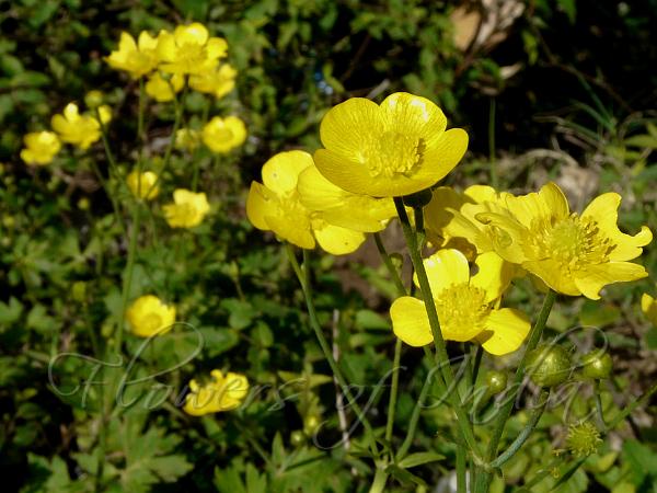 Premium Yellow Buttercup Flower seeds for Planting Seasonal Bloomer, Heirloom & GMO Free Seeds for Home Garden seeds