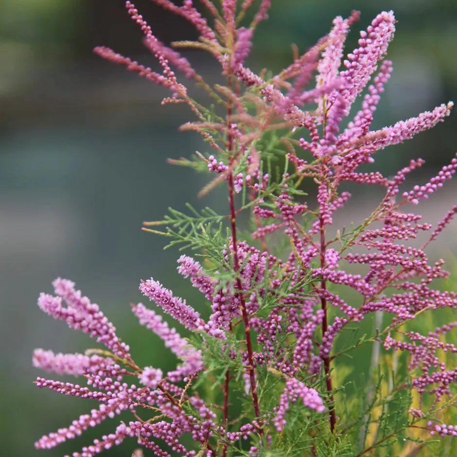 Tamarix Ramosissima Seeds for Planting