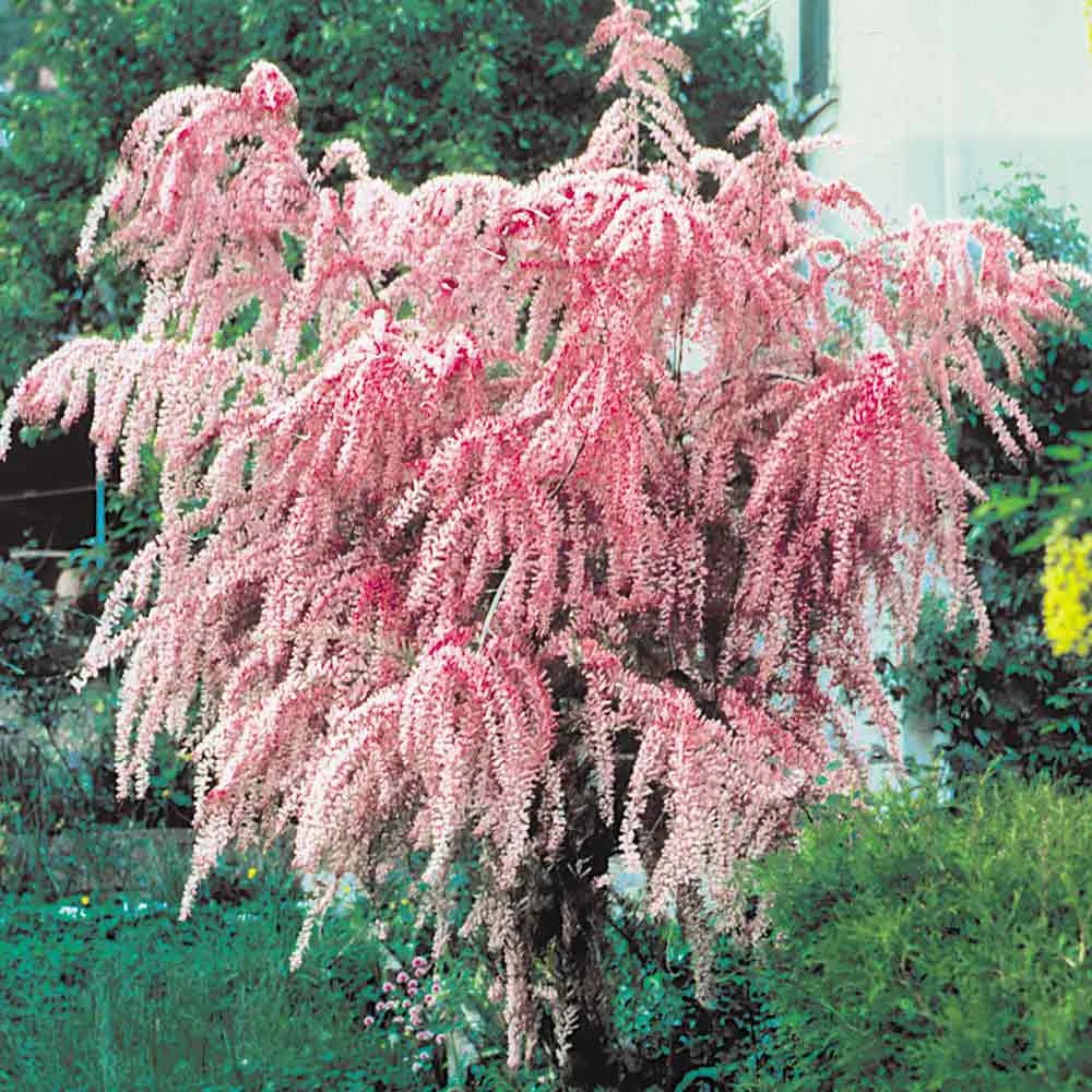 Tamarix Flower seeds for Planting Garden Favorite, Heirloom & GMO Free Seeds for Home Garden vegetable and garden seeds