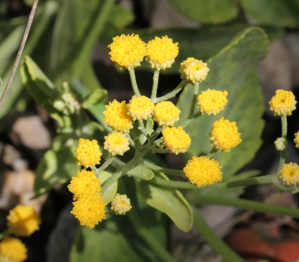 Costmary Flower seeds for Planting Drought Tolerant, Heirloom & GMO Free Seeds for Home Garden vegetable and garden seeds
