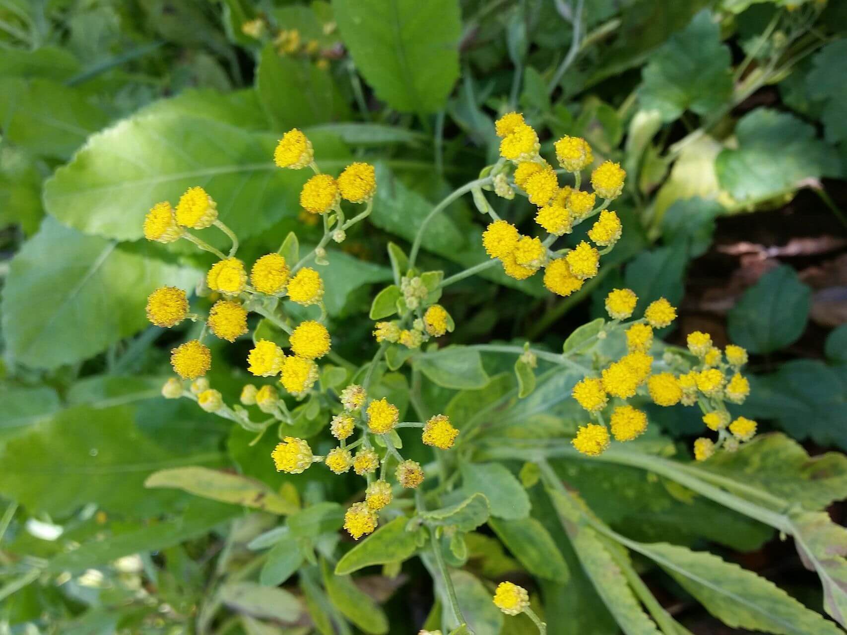 Premium Costmary Flower seeds for Planting Drought Tolerant, Heirloom & GMO Free Seeds for Home Garden seeds