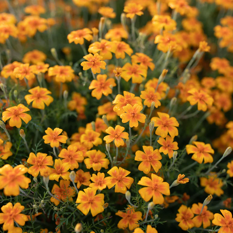 Tangerine Gem Flower seeds for Planting Vibrant Colors Heirloom & GMO Free Seeds for Home Garden