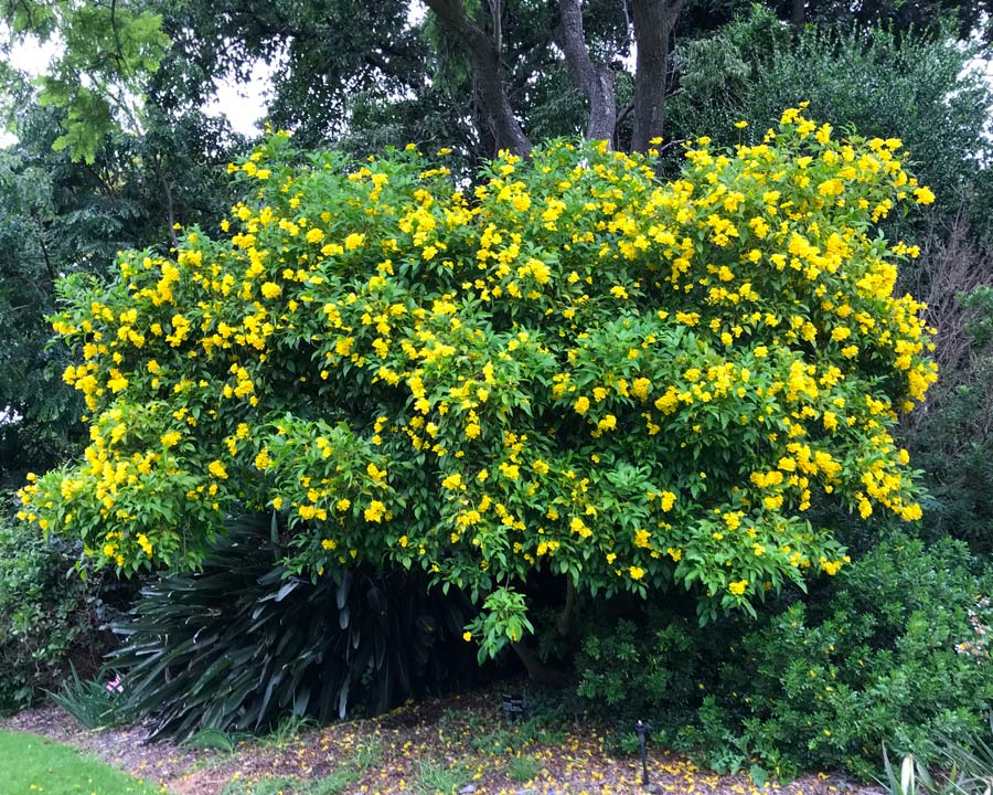 Esperanza Flower seeds for Planting Wildflower Mix Heirloom & GMO Free Seeds for Home Garden