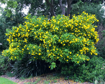 Esperanza Flower seeds for Planting Wildflower Mix Heirloom & GMO Free Seeds for Home Garden