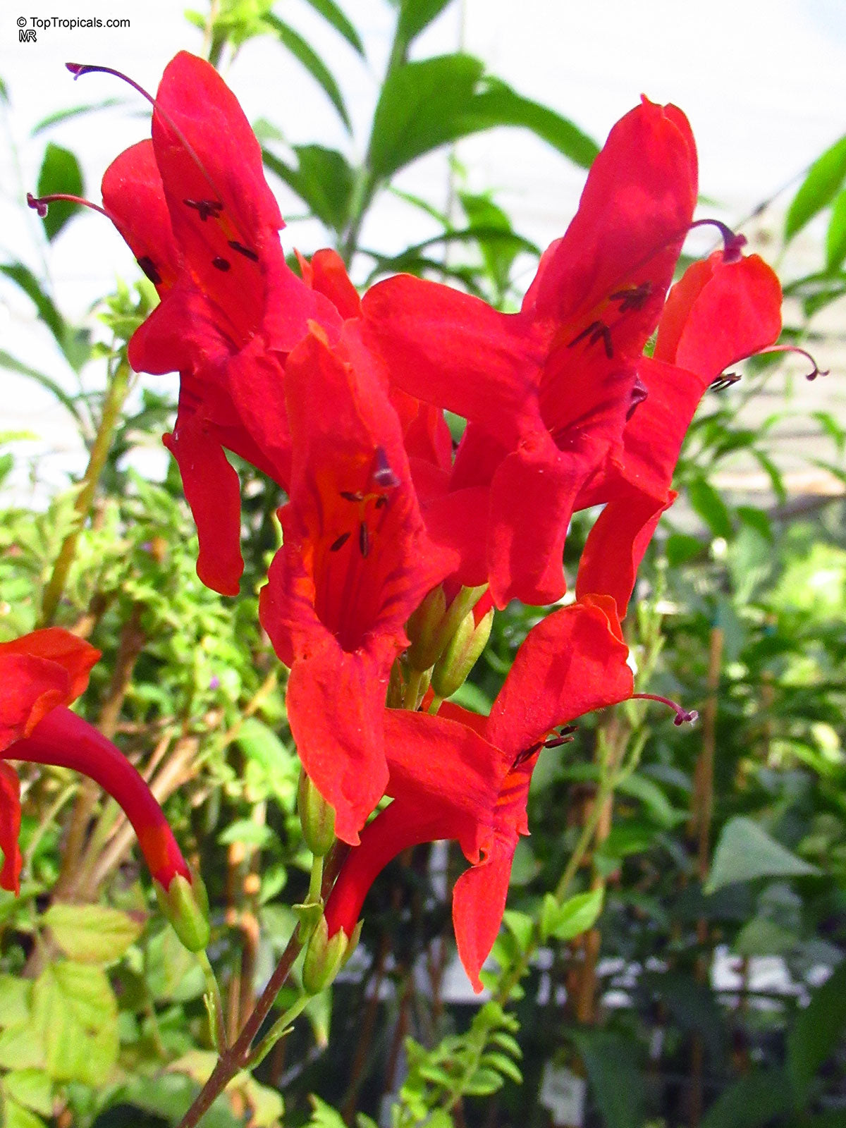 Red Cape Honeysuckle Flower seeds for Planting Cut Flower Favorite, Heirloom & GMO Free Seeds for Home Garden vegetable and garden seeds