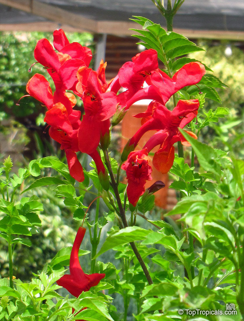Premium Red Cape Honeysuckle Flower seeds for Planting Cut Flower Favorite, Heirloom & GMO Free Seeds for Home Garden seeds