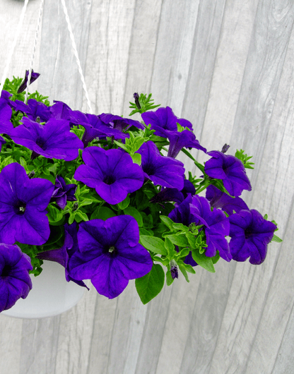 Blue Petunia Wave Flower seeds for Planting - Perfect for Borders, Heirloom & GMO Free Seeds for Home Garden
