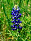 Blue Bonnet Flower seeds for Planting Cottage Garden Essential, Heirloom & GMO Free Seeds for Home Garden seeds for planting