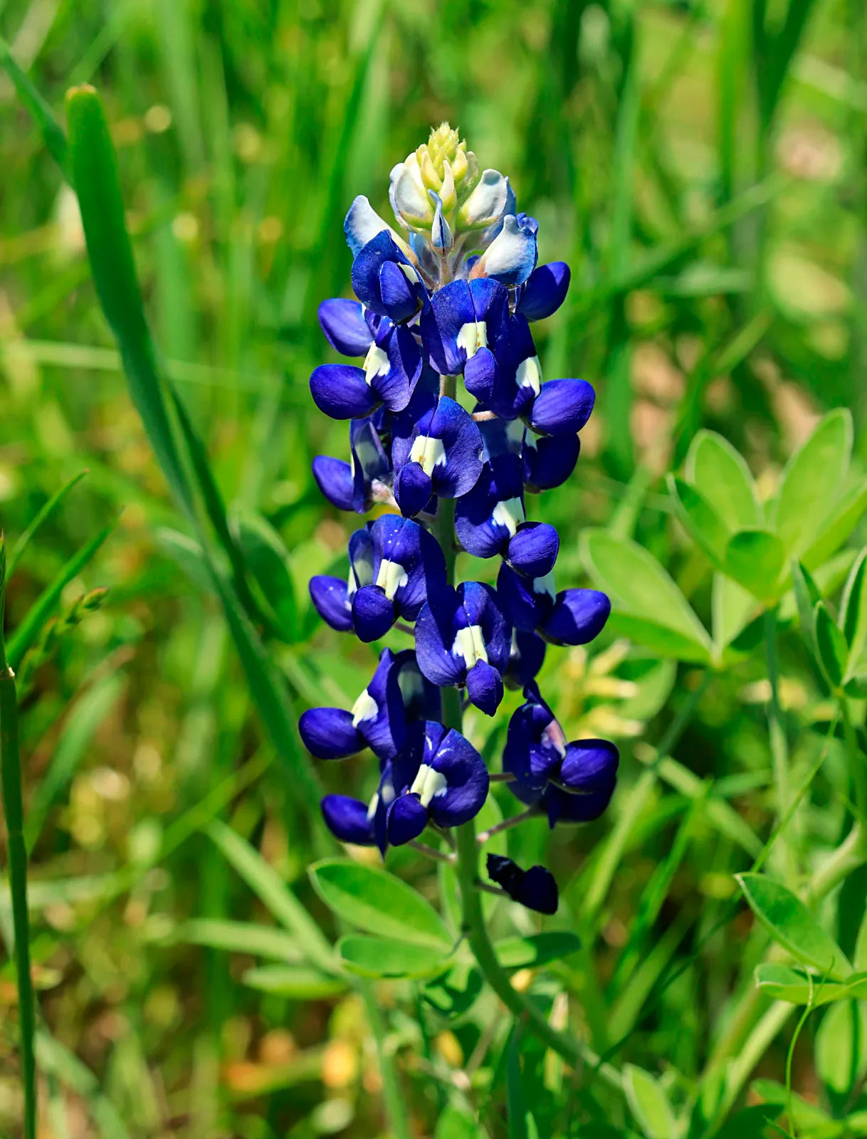 Blue Bonnet Flower seeds for Planting Cottage Garden Essential, Heirloom & GMO Free Seeds for Home Garden seeds for planting