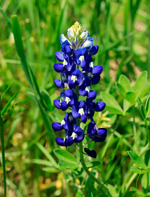 Blue Bonnet Flower seeds for Planting Cottage Garden Essential, Heirloom & GMO Free Seeds for Home Garden seeds for planting