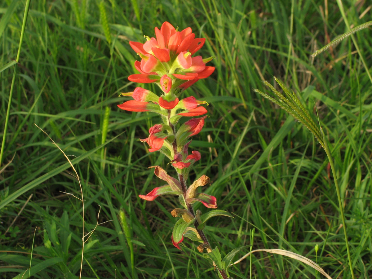 Castilleja Indivisa Flower seeds for Planting, Easy to Grow Heirloom & GMO Free Seeds for Home Garden
