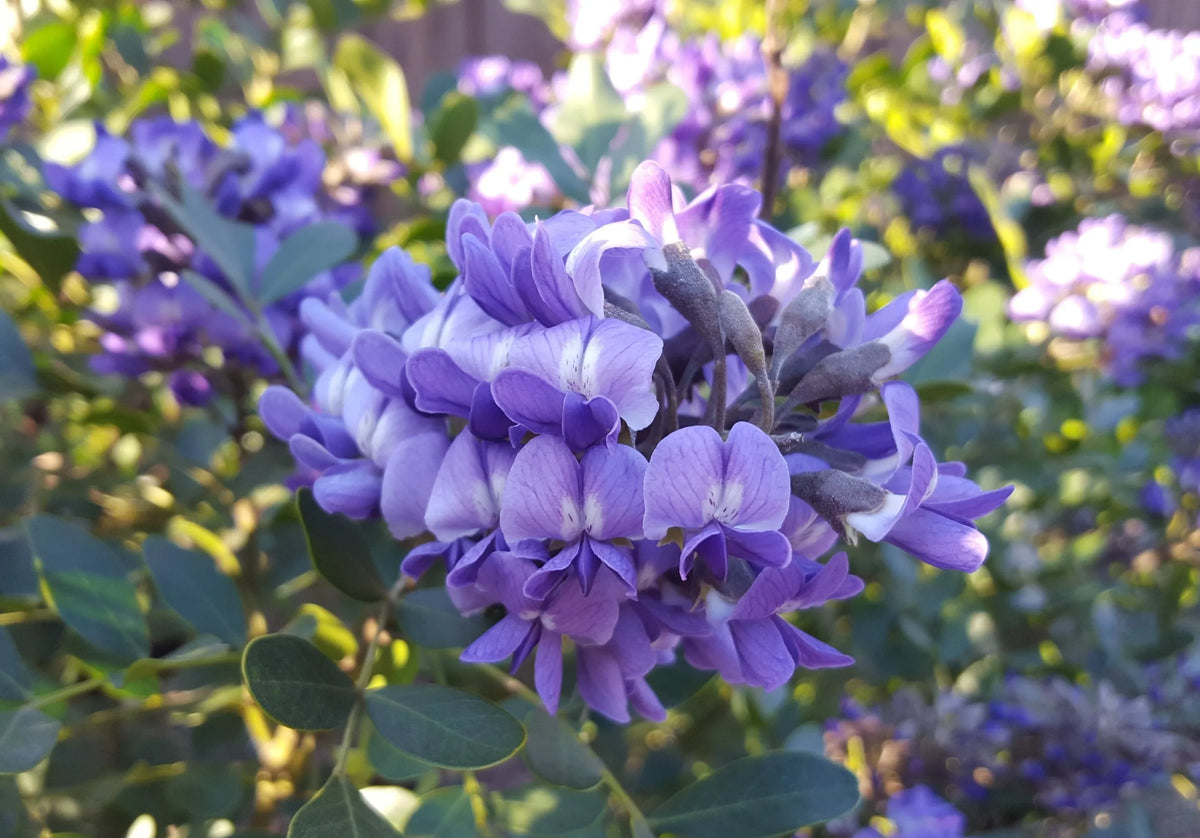 Heirloom Sophora Secundiflora Flower seeds for Planting Compact Growth Heirloom & GMO Free Seeds for Home Garden