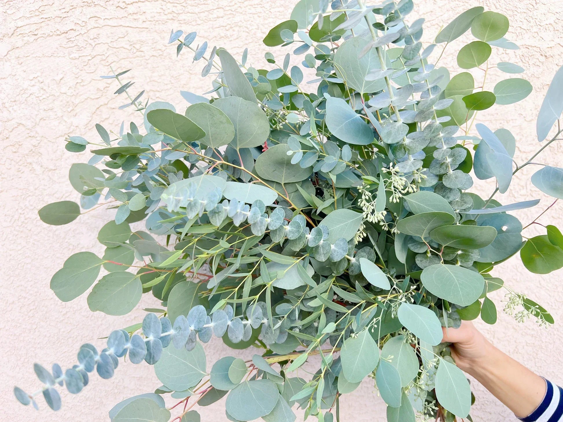 Mixed Eucalyptus Flower seeds for Planting Vibrant Colors, Heirloom & GMO Free Seeds for Home Garden vegetable and garden seeds
