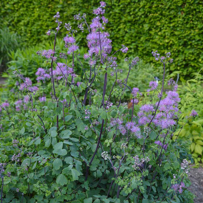 MeadowRue Flower seeds for Planting Compact Growth Heirloom & GMO Free Seeds for Home Garden
