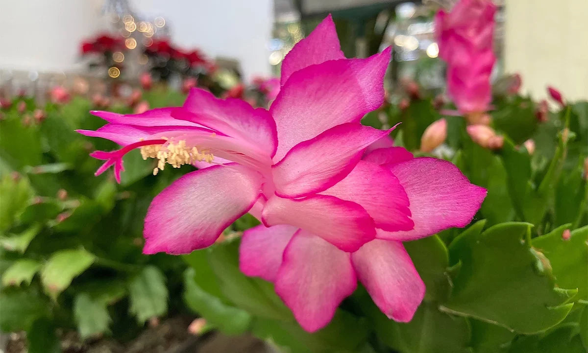 Pink Schlumbergera Flower seeds for Planting Shade Tolerant, Heirloom & GMO Free Seeds for Home Garden vegetable and garden seeds