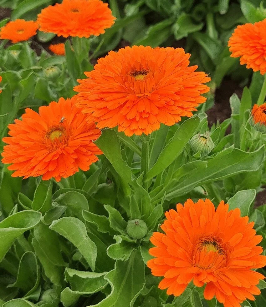 High quality Yellow Flower Pot Flower seeds for Planting Vibrant Colors, Heirloom & GMO Free Seeds for Home Garden seeds pack