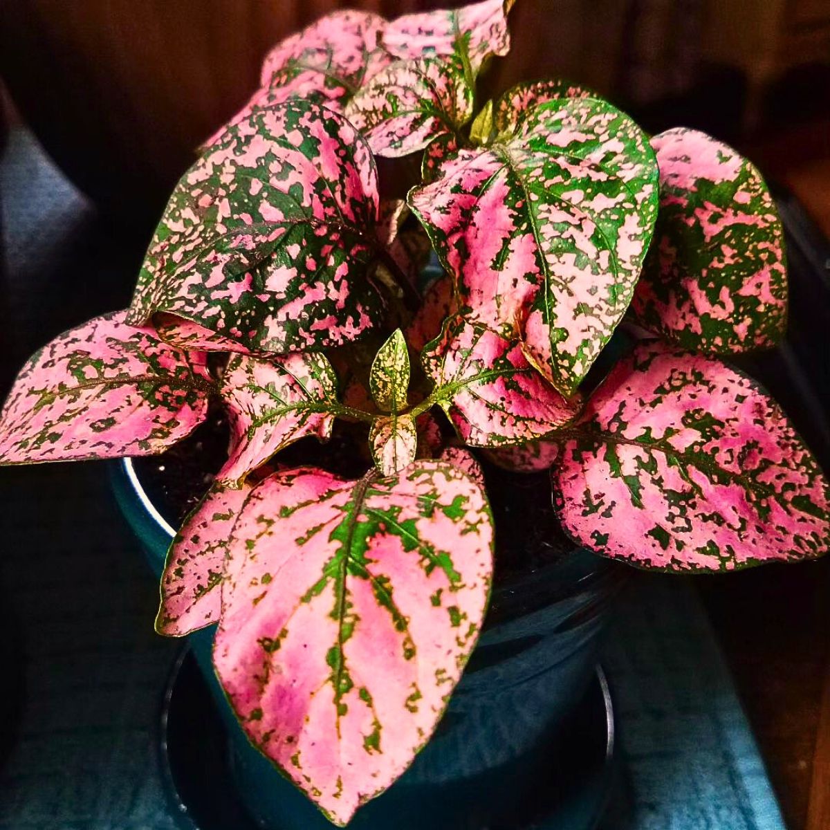 Pink Green Hypoestes Splash Flower seeds for Planting Bright Blooms, Heirloom & GMO Free Seeds for Home Garden seeds for planting