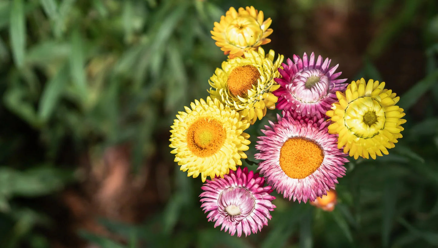 Straw Flower seeds for Planting Bright Blooms Heirloom & GMO Free Seeds for Home Garden
