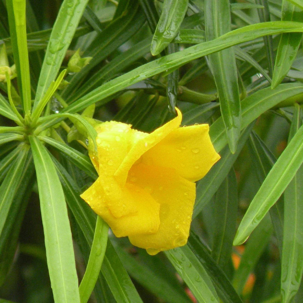 Thevetia Neriifolia Flower seeds for Planting Fragrant Blossoms, Heirloom & GMO Free Seeds for Home Garden vegetable and garden seeds