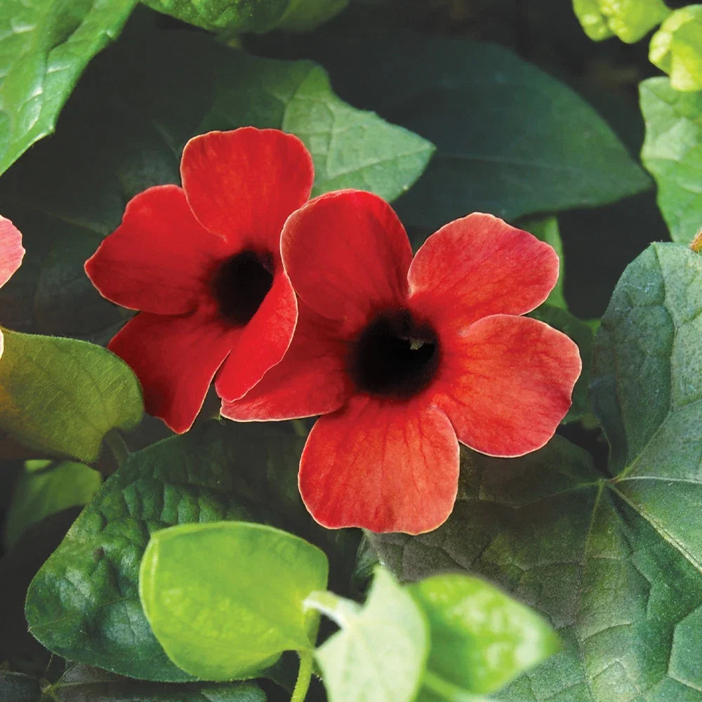 Thunbergia Alata Flower seeds for Planting Premium Quality Heirloom & GMO Free Seeds for Home Garden