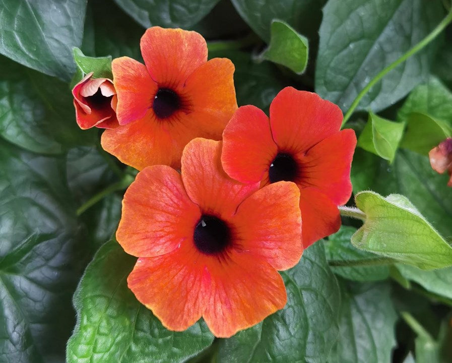 Orange Thunbergia Flower seeds for Planting Hardy Variety, Heirloom & GMO Free Seeds for Home Garden vegetable and garden seeds